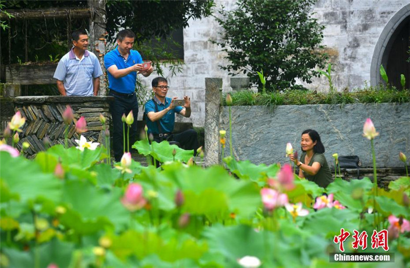 Wuyuans blühende Lotosblumen bet?ren die Touristen