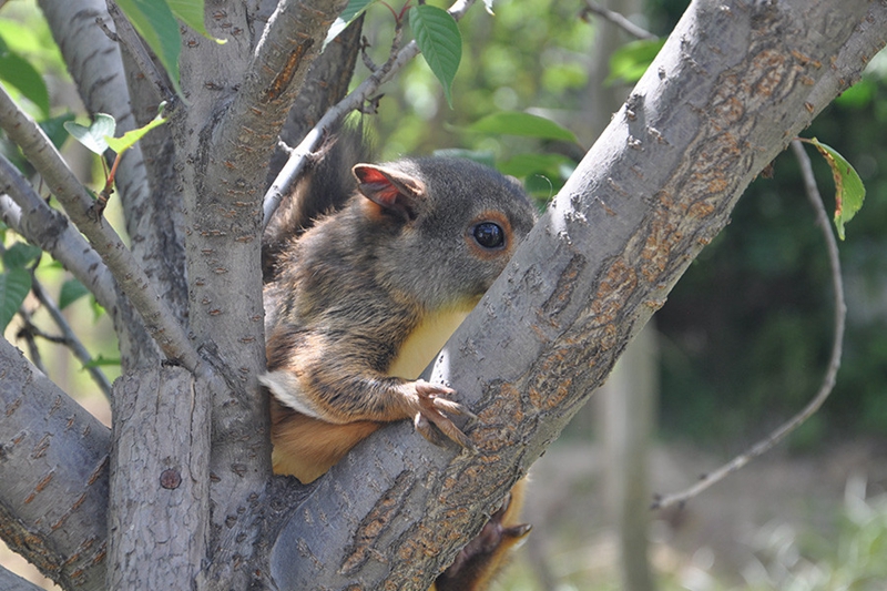 Attraktion von Hochgebirge und Feuchtgebiet Youran der Qinling-Gebirge