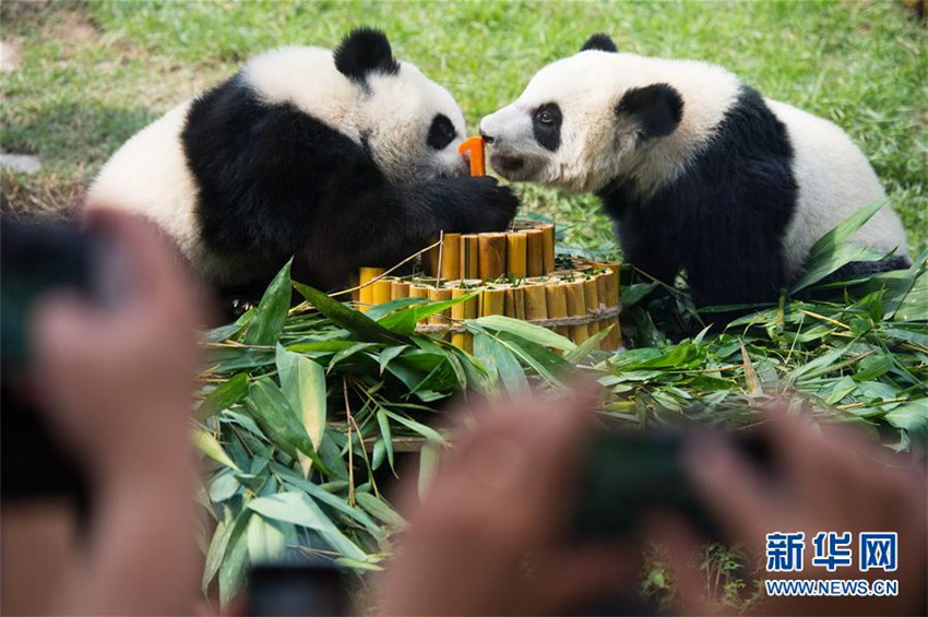 Panda-Zwillinge feiern ihren ersten Geburtstag in Macao