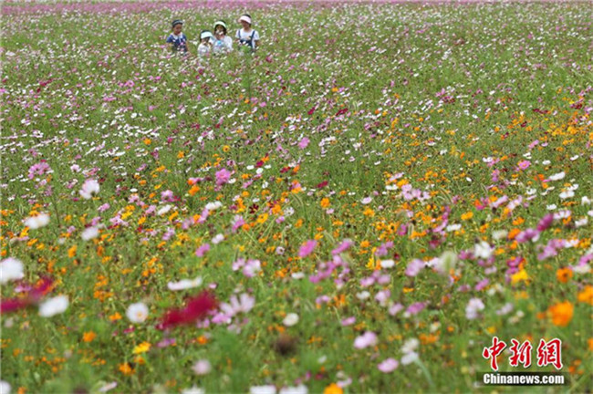 Sch?ne blühende Galsang-Blumen auf Universit?tscampus in Nanjing
