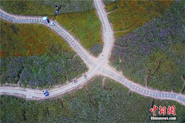 Sch?ne blühende Galsang-Blumen auf Universit?tscampus in Nanjing