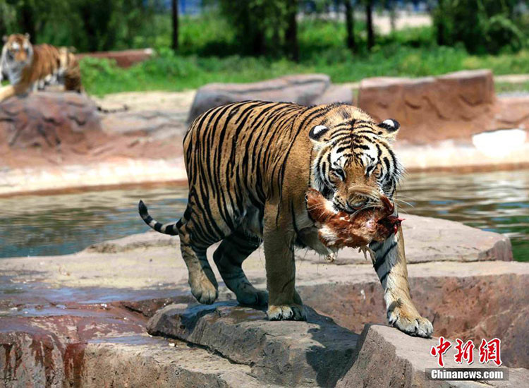 Sibirische Tiger schützen sich gegen die Hitzewelle