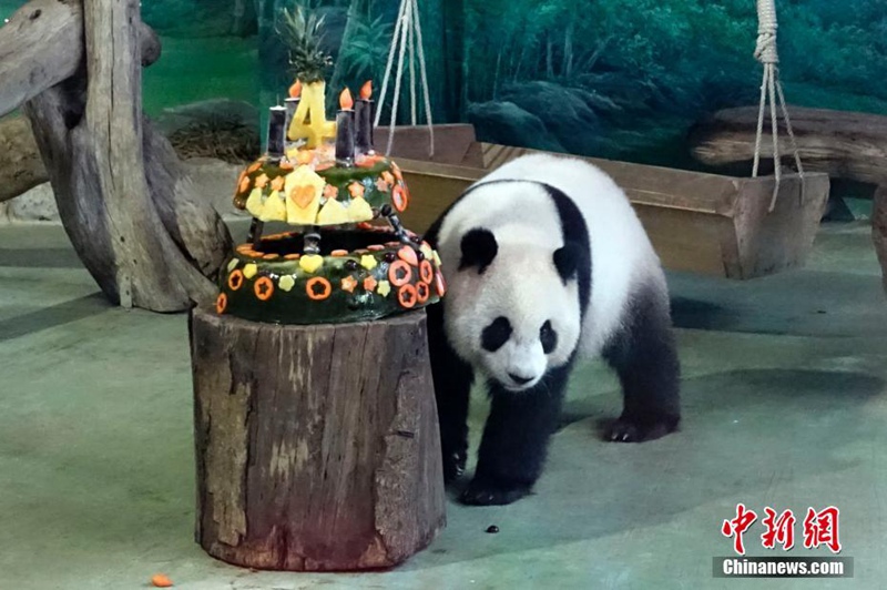 Pandab?r Yuan Zai feiert seinen 4. Geburtstag in Taipei 