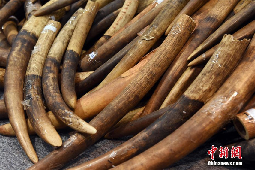 Hongkong deckt riesigen Elfenbeinschmuggelfall auf