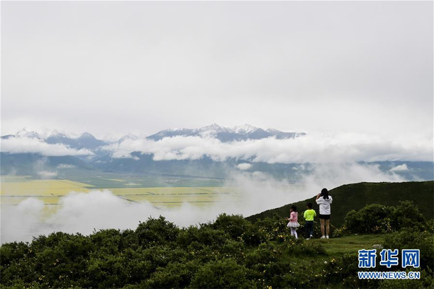 Rapsblüte in Qinghai zieht Touristen an