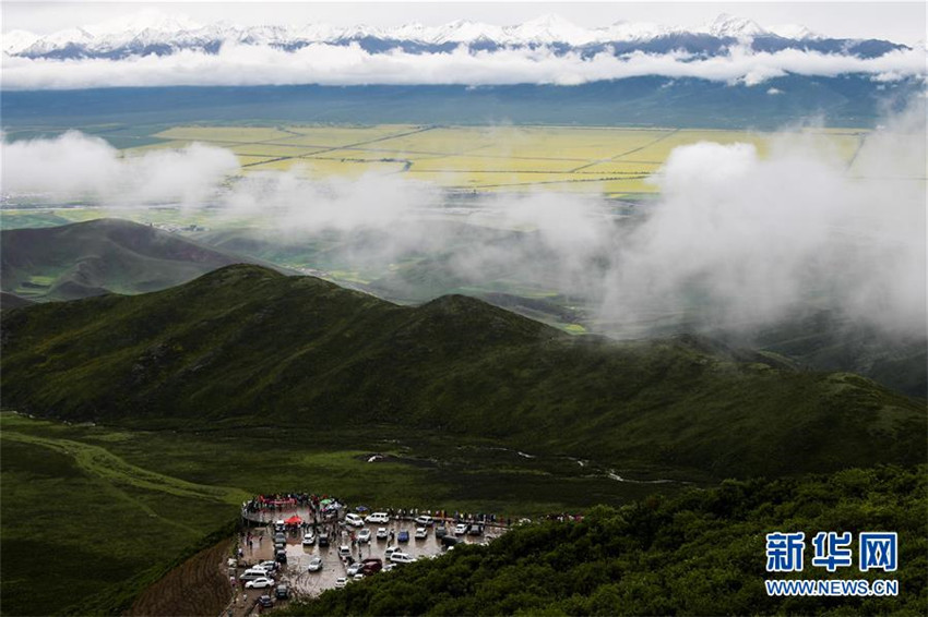 Rapsblüte in Qinghai zieht Touristen an