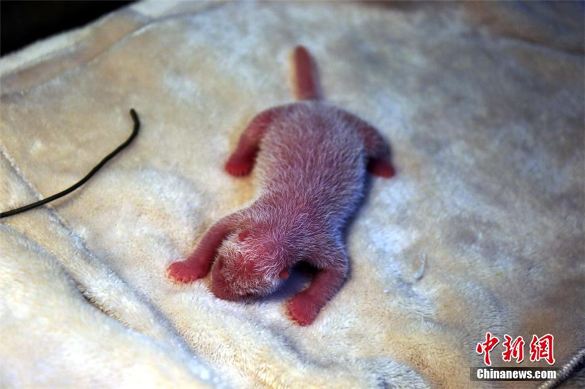 Panda Jingjing bringt einen Jungen auf der Welt