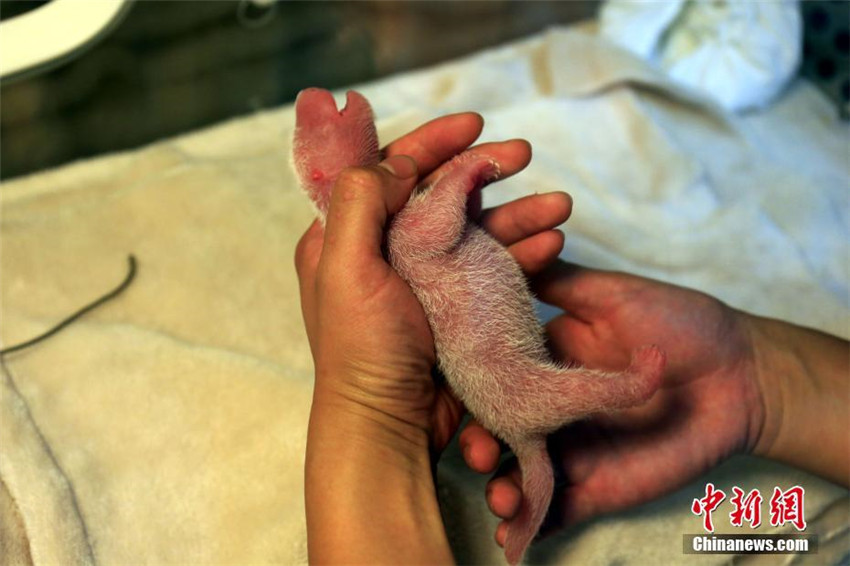 Panda Jingjing bringt einen Jungen auf der Welt