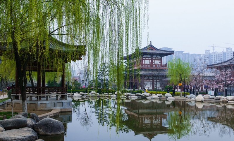 Kirschblüten in Qinglong Tempel in Xi′an