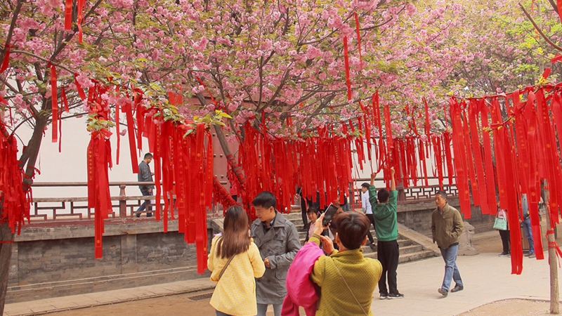 Kirschblüten in Qinglong Tempel in Xi′an