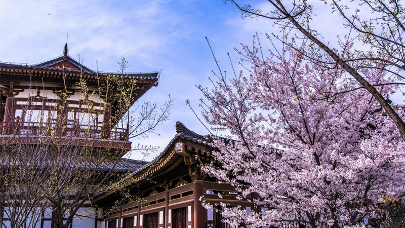 Kirschblüten in Qinglong Tempel in Xi′an