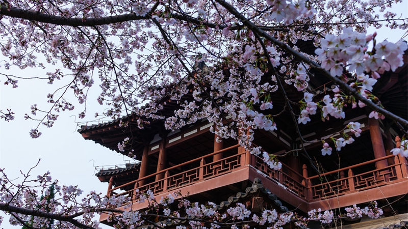 Kirschblüten in Qinglong Tempel in Xi′an
