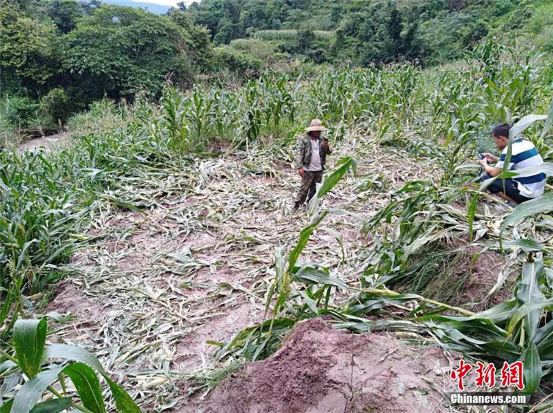 13 wilde Elefanten in Yunnaner Dorf eingedrungen