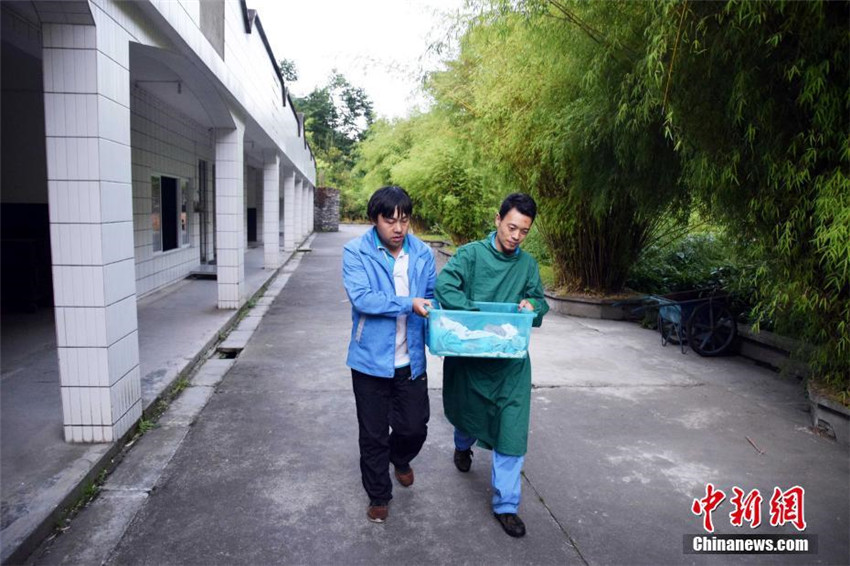 Erstes Panda-Baby von gefangener Mutter und wildem Vater