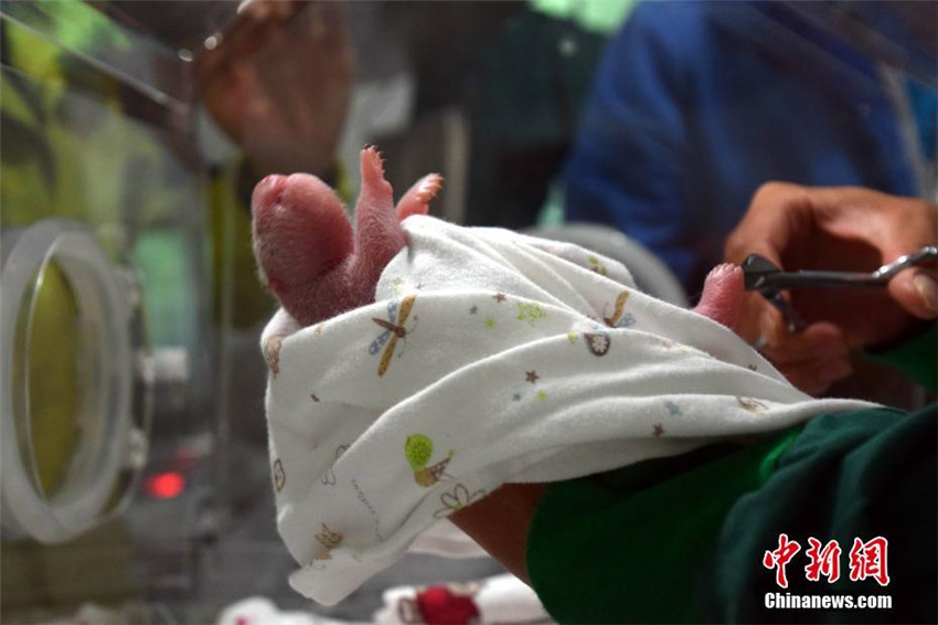 Erstes Panda-Baby von gefangener Mutter und wildem Vater