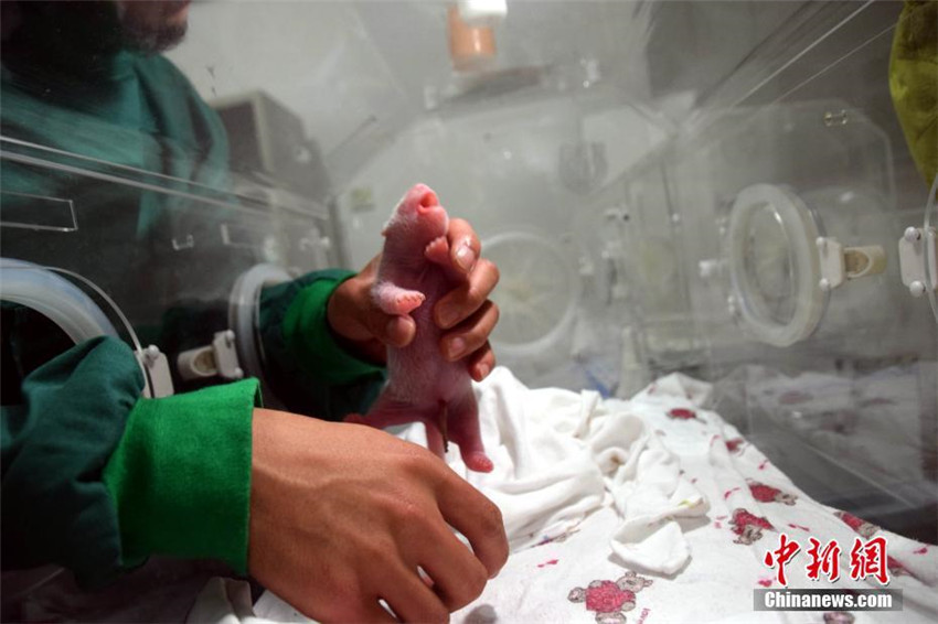 Erstes Panda-Baby von gefangener Mutter und wildem Vater