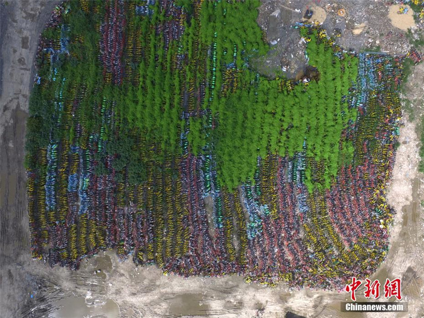 Shanghai kontrolliert die massenhafte Ausbreitung von Mietfahrr?dern