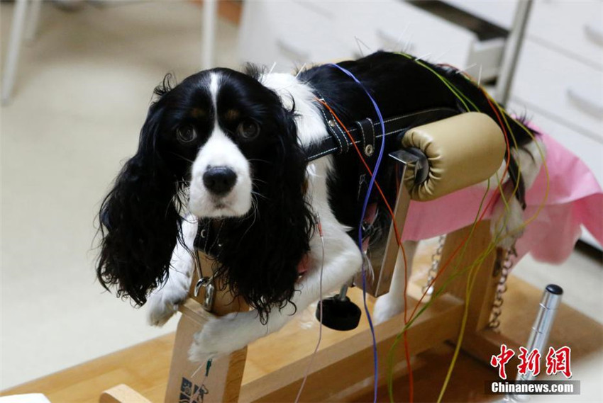 TCM-Therapie für Haustiere