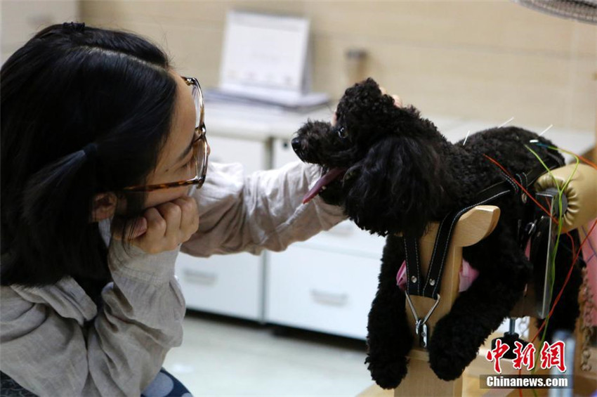 TCM-Therapie für Haustiere