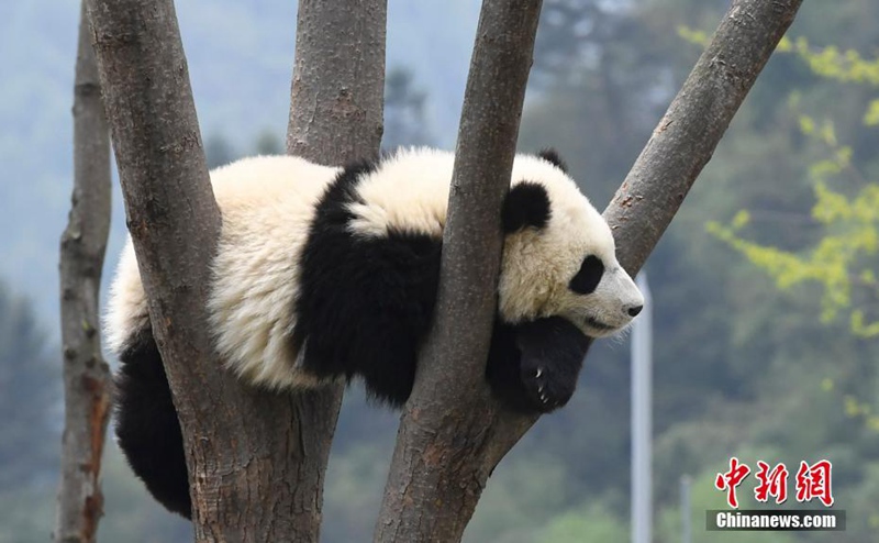 Niedliche Panda genie?en die Sonne