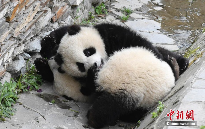 Niedliche Panda genie?en die Sonne