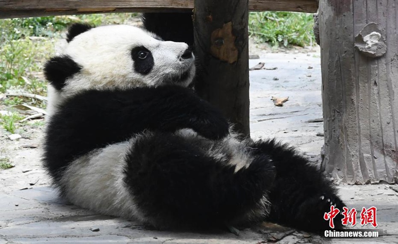 Niedliche Panda genie?en die Sonne