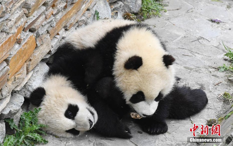 Niedliche Panda genie?en die Sonne