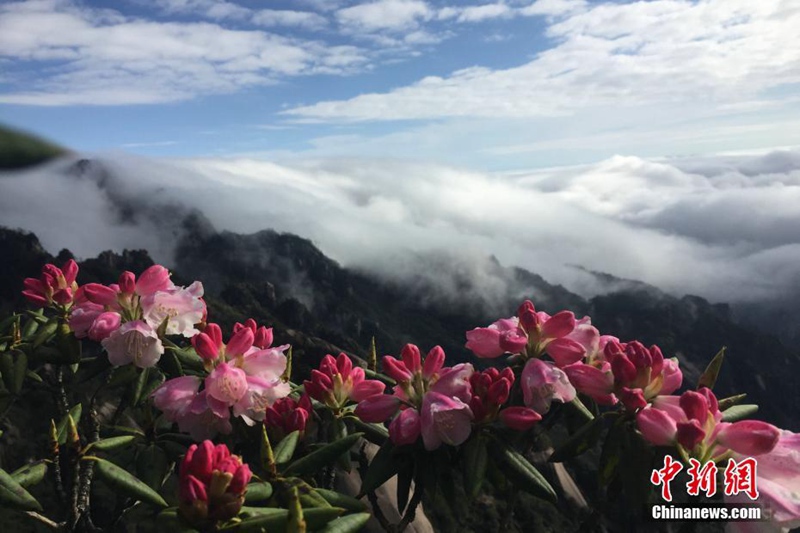Faszinierende Landschaft am Huangshan-Berg