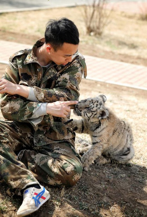 Tierpfleger kümmert sich um neugeborene Tigerjungen