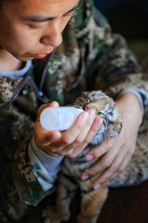 Tierpfleger kümmert sich um neugeborene Tigerjungen