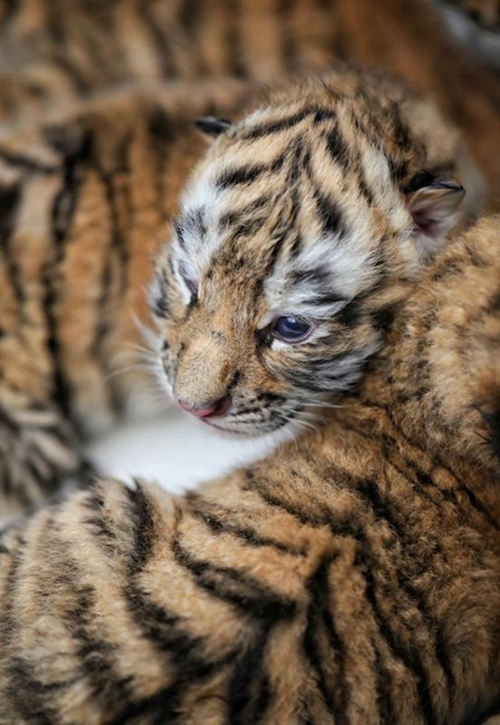 Tierpfleger kümmert sich um neugeborene Tigerjungen