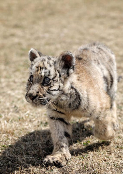 Tierpfleger kümmert sich um neugeborene Tigerjungen
