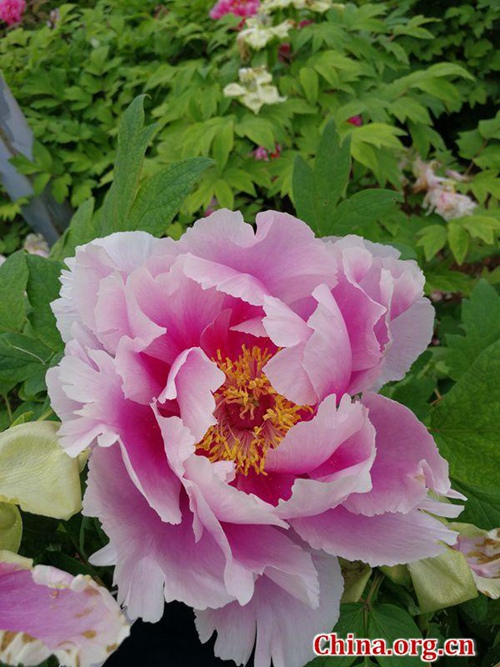 Blütenpracht im Internationalen Pfingstrosengarten Luoyang