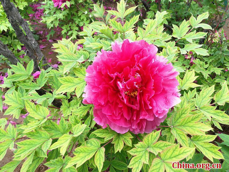 Blütenpracht im Internationalen Pfingstrosengarten Luoyang