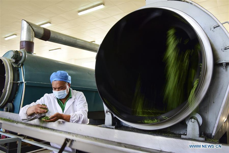 Teeplantagen bieten Arbeitspl?tze für arme Haushalte in Henan