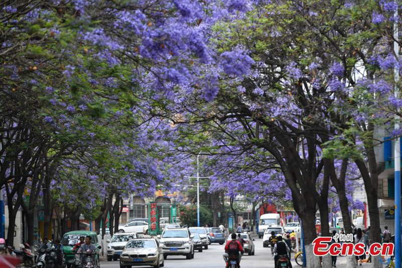 In Kunming stehen die Jacarandab?ume in voller Blüte