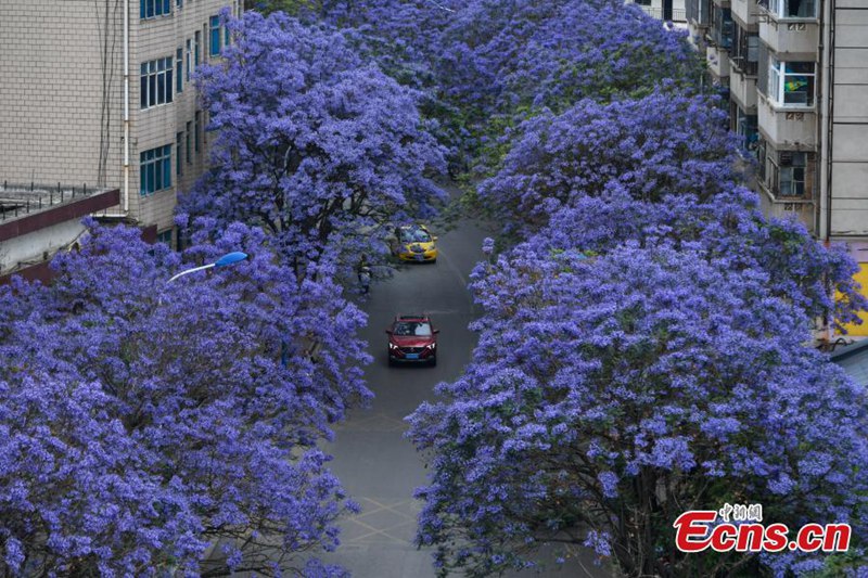 In Kunming stehen die Jacarandab?ume in voller Blüte