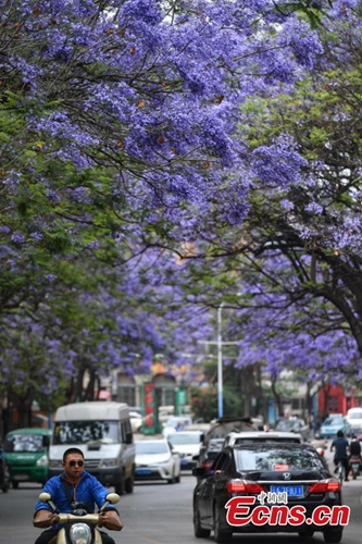 In Kunming stehen die Jacarandab?ume in voller Blüte