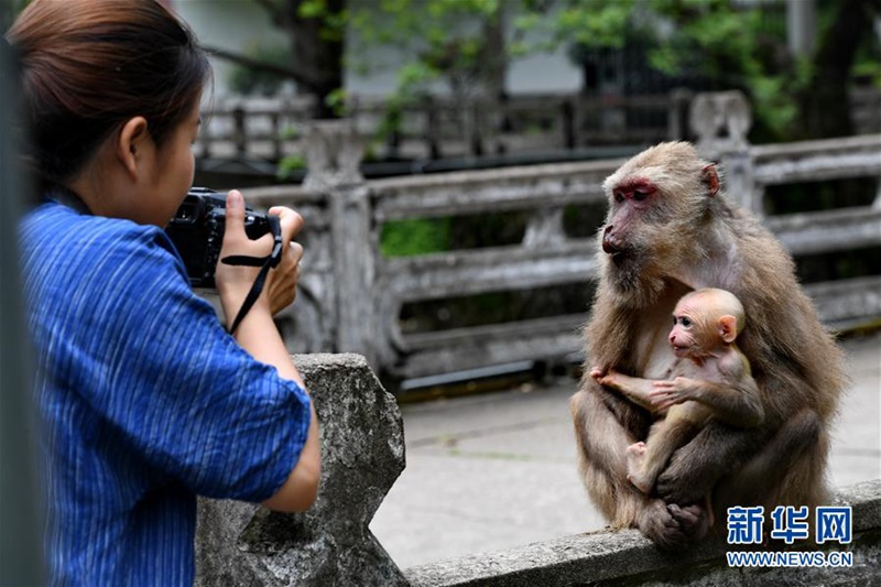 Wuyishan in Fujian: Affen und Menschen leben in Harmonie miteinander