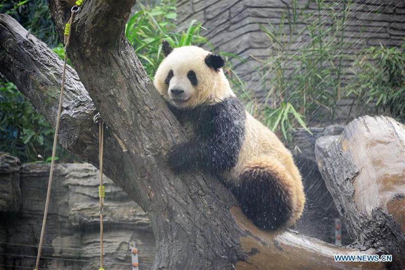 Ein Panda nimmt w?hrend der Hitzewelle im Beijing-Zoo eine Dusche 