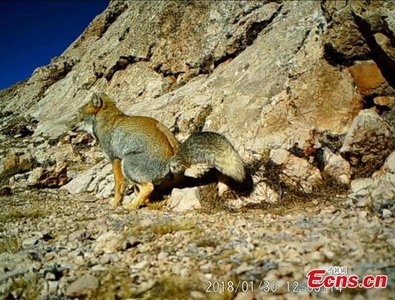 Seltene Wildtiere in tibetischem Naturschutzgebiet gesichtet