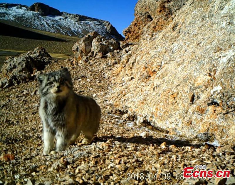Seltene Wildtiere in tibetischem Naturschutzgebiet gesichtet