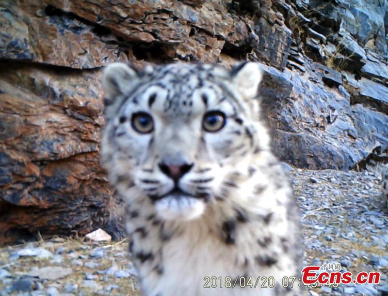 Seltene Wildtiere in tibetischem Naturschutzgebiet gesichtet