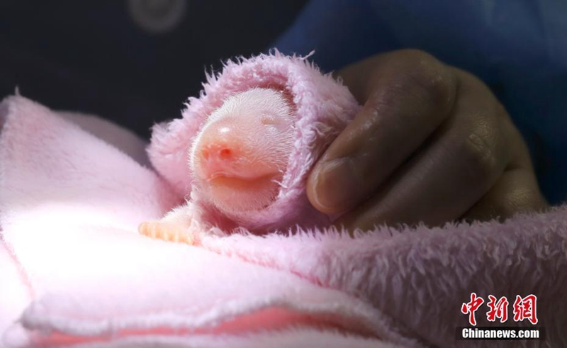 Pandazwillinge in Chengdu geboren