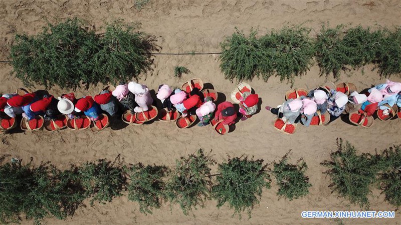Goji-Beeren in Ningxia geerntet