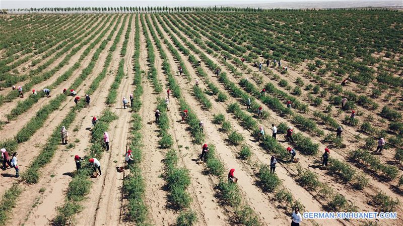 Goji-Beeren in Ningxia geerntet