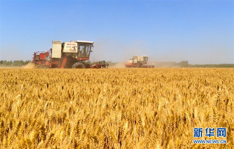 Getreideernte in der Provinz Hebei