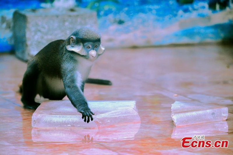 Tiere in Tianjin leiden unter Hitzewelle