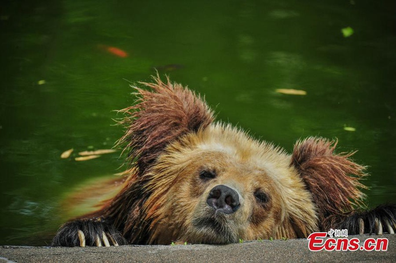 Tiere in Tianjin leiden unter Hitzewelle