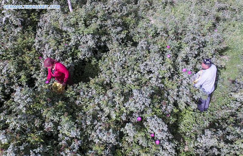 Leute verdienen durch Herstellung von Rosenso?e in Xinjiang